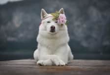princess_sansa_trk