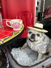 PhillyPugs