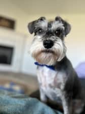apollo_the_dog812