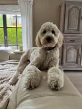 Oli.thedoodle
