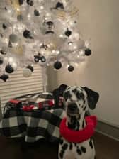 princess_snoopy_1