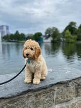 nala_of_norway