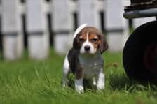 belka.the.beagle