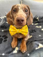 hugo_hotdawg
