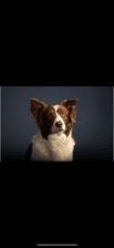 Cas_the_collie_