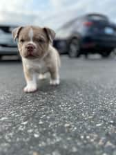 Benz.thebully