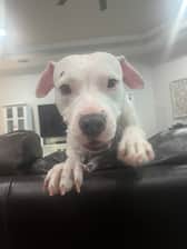 peachythepittie