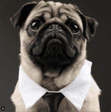 sjefkethepug