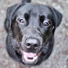 mishka_de_labrador