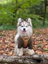 shadoww_the_pomsky