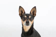 eli_and_the_minpin