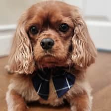 derry_the_cav