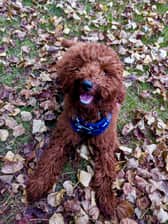 Perfect_paisley_pup