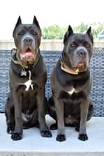 nova.and.silas