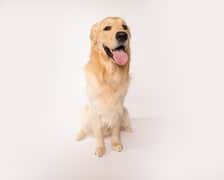 Koopers_golden_life