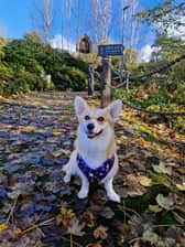 Harleyharlsthecorgi