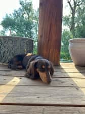ShoelessJoeDackshund