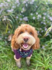 sadiecockapoo