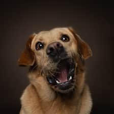 irishdogdays