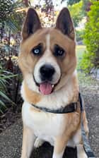 dogsamurai_hanzo