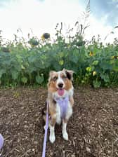 Remigirltheaussie