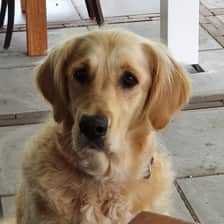 dasjagoldenretriever