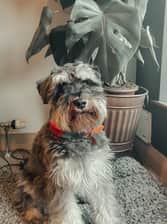 the.barking.beard