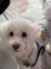 minipooh_chui