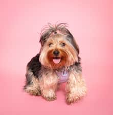 yorkiemoab