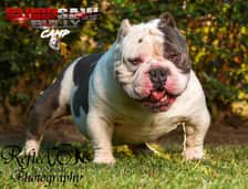 Bloodsaw_Bully_Camp