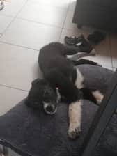 strider_the_doggo