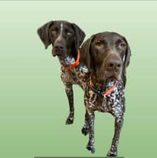 bella_.gsp