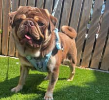 pugsbullyboerboel
