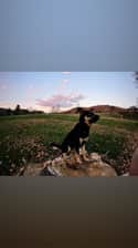 Bear_oakley_theservicedogs