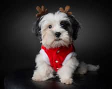 Kiki.thelhasaapso23