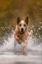 johnnycashheeler
