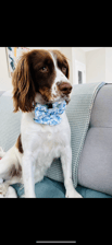 Cali.the.springerspaniel