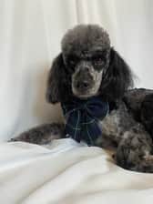 ottothemerlepoodle