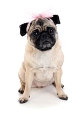 pypahmaii_the_pug