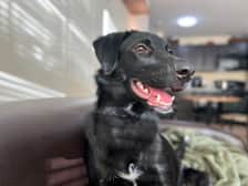 pawsup4treats