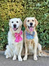 gvl_golden_girls