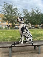 Eberjager Greatdanes