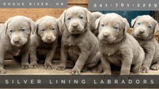silverlininglabradors