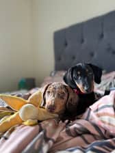 bert.n.ernie.the.sausages