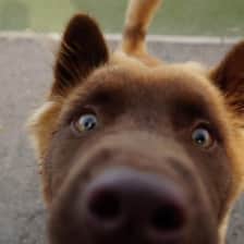 tobythebearcub
