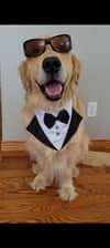 Griffinourgolden