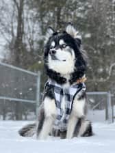 levithehuskyrescue