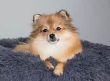 dunya.the.pom