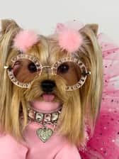 maiachanelyorkiemodel