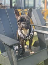 princelouis.the.frenchie